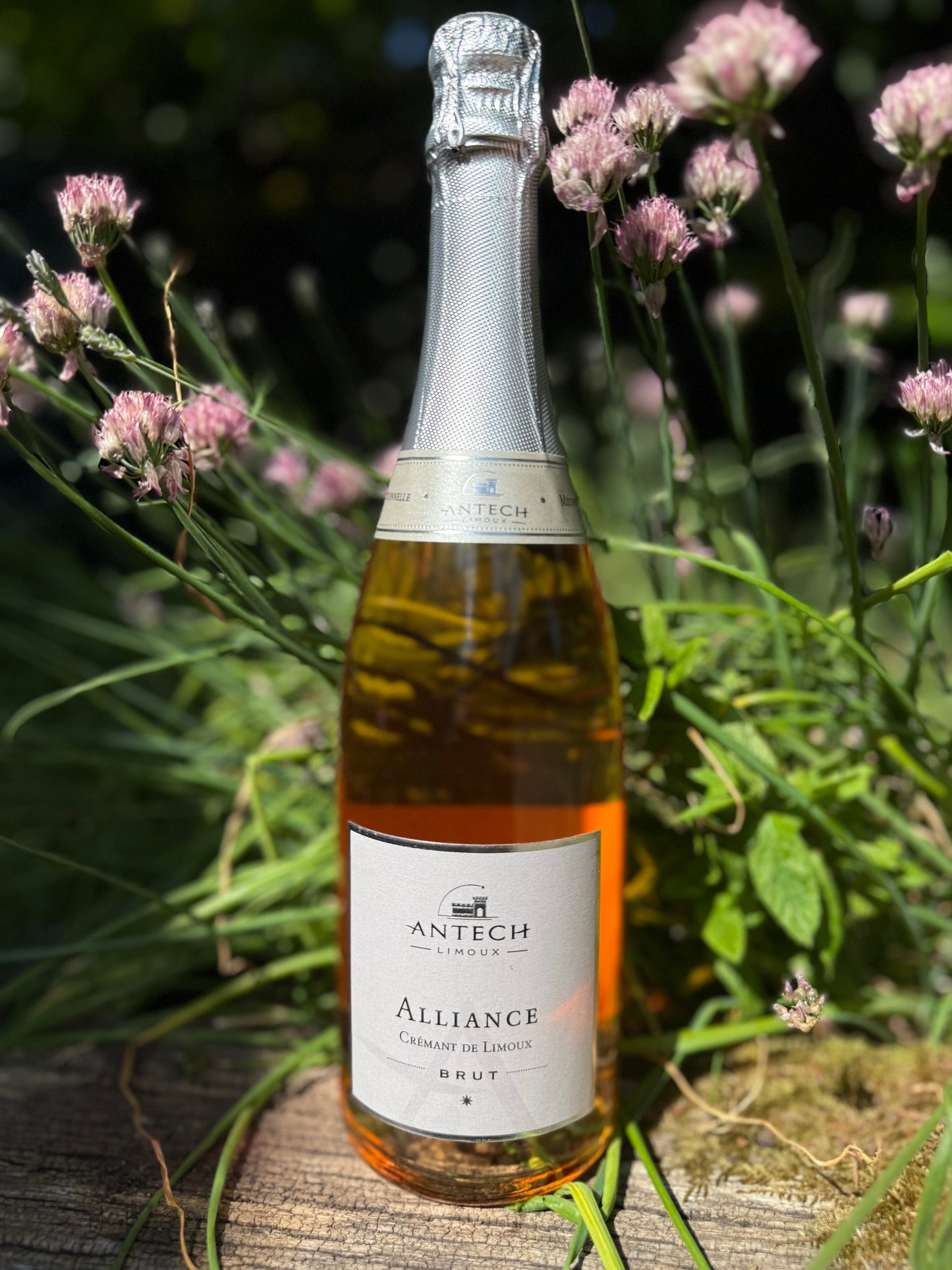 Antech Alliance Crémant de Limoux Brut Rosé — natural sparkling rosé wine with organic bubbles from France, photographed in garden.