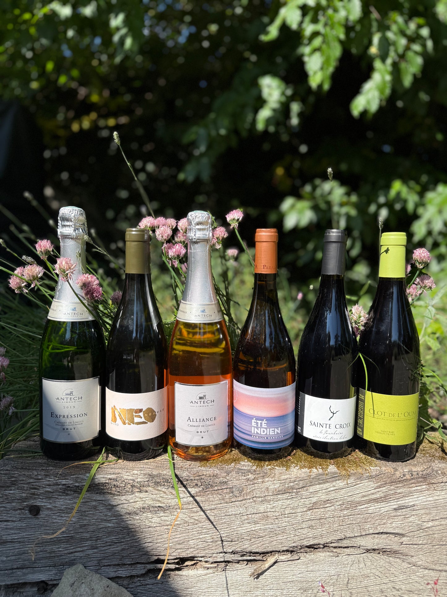 Taste Union Intro 6-Bottle Mixed Case — natural French wine selection with bubbles, white, rosé, orange, and red wine, outdoors in herb garden.