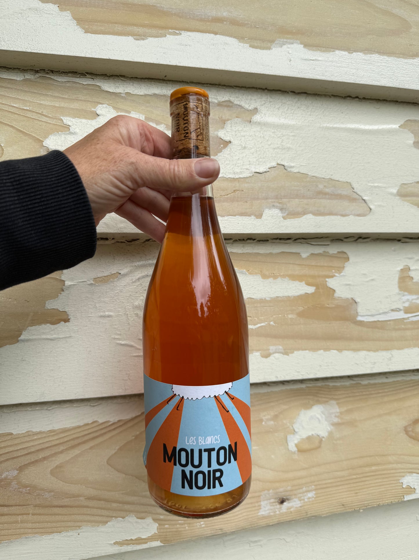 A hand holding a bottle of Mouton Noir Les Blancs natural orange wine in front of a distressed cream and wood-textured wall, highlighting the vibrant amber colour of the wine and the bold label design.